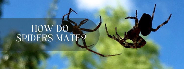 How Do Spiders Mate