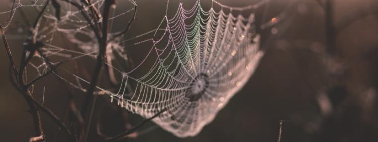 The Different Types Of Spider Webs