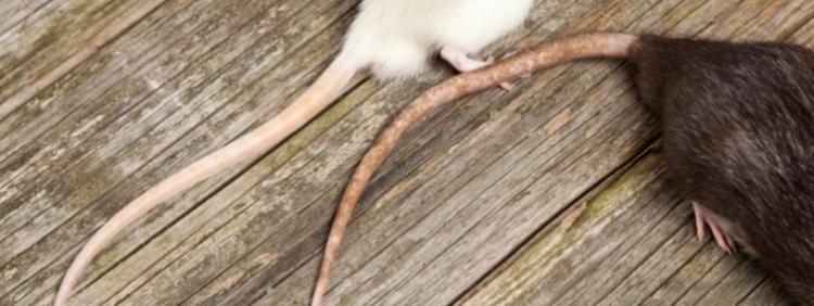 Kitchener Pest Removal 3 Reasons Rats Have Tails!