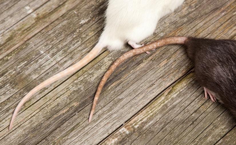 Kitchener Pest Removal 3 Reasons Rats Have Tails