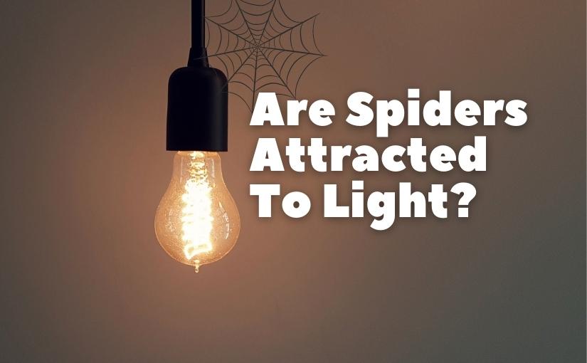 Milton Pest Control Are Spiders Attracted To Light825x510