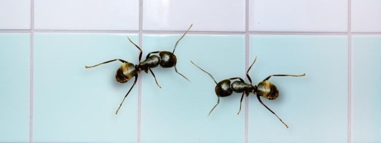 Niagara Pest Control Why Are Their Carpenter Ants In the Bathroom