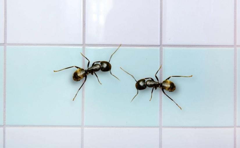 Carpenter ant treatment deals