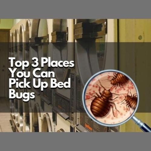 Top 3 Places You Can Pick Up Bed Bugs In Waterloo