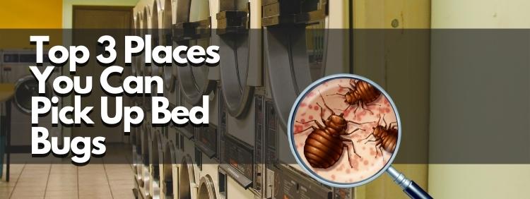 Top 3 Places You Can Pick Up Bed Bugs In Waterloo!