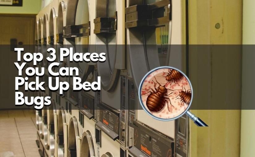 Top 3 Places You Can Pick Up Bed Bugs In Waterloo!825x510