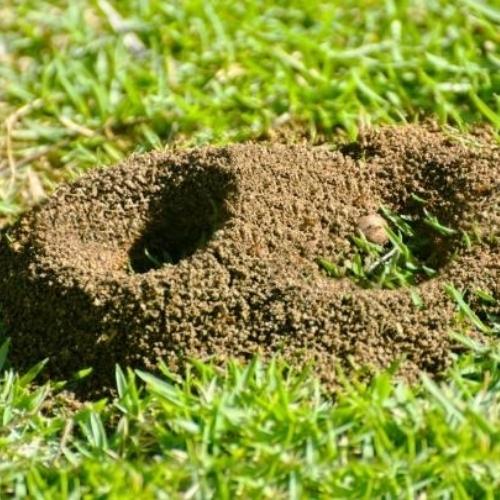 Toronto Pest Control Do Carpenter Ants Make Nests in Lawns?