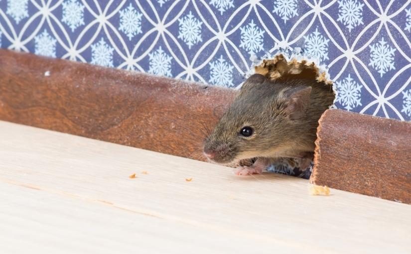 Toronto Pest Control How to Get Rid of Mice in Walls825x510