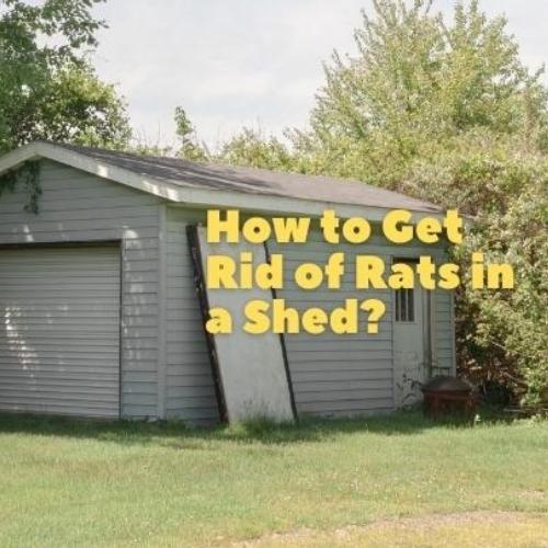 Toronto Pest Control: How to Get Rid of Rats in a Shed