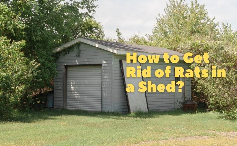 Toronto Pest Control How to Get Rid of Rats in a Shed825x510