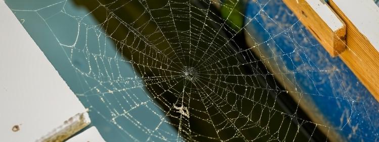 Toronto Pest Control Why Spiders in the Home are a Problem