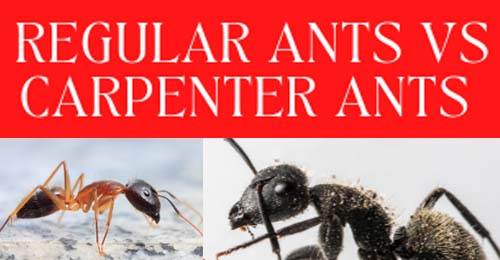Bridgewater Pest Control: Regular Ants vs Carpenter Ants