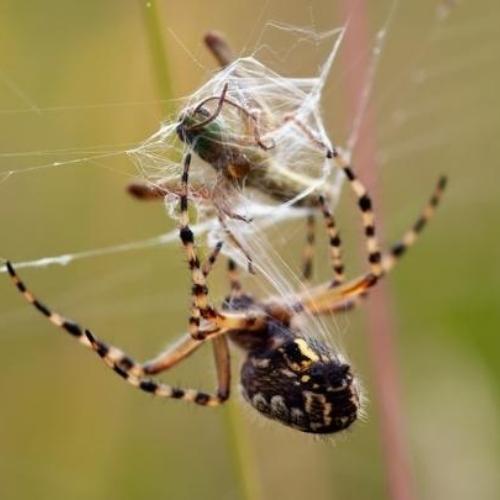 The Difference Between  and Hunting Spiders