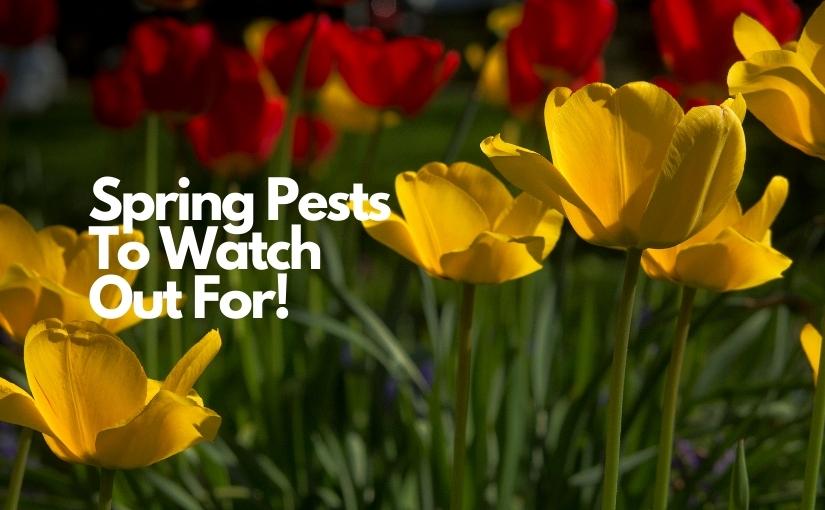 4 Spring Pests To Watch Out For! 825x510