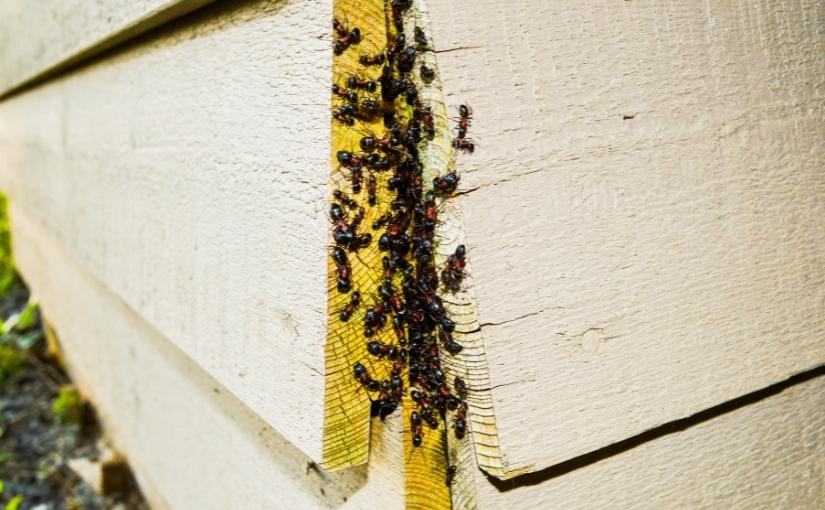 5 Ways To Prevent A Carpenter Ant Infestation In Your Halifax Home 825x510