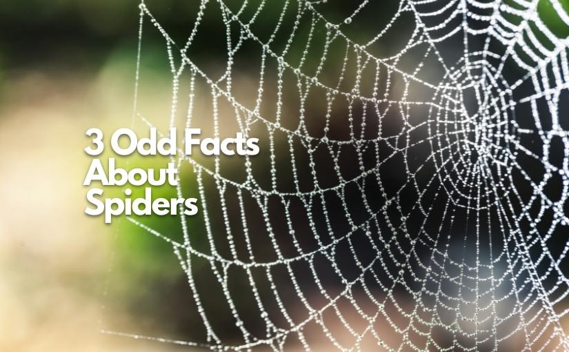 Cambridge Spider Control 3 Odd Facts About Spiders825x510