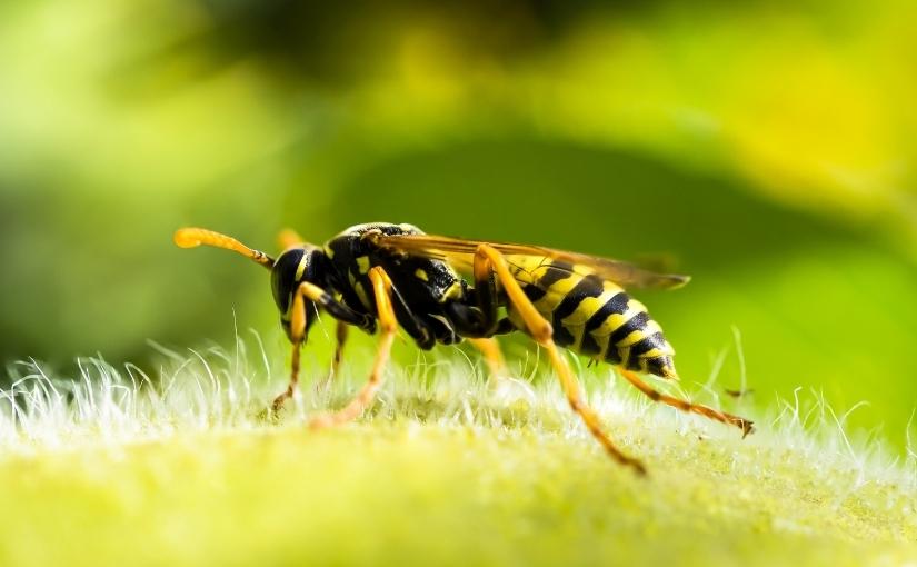 Guelph Pest Control Do Wasps Come out in Spring825x510