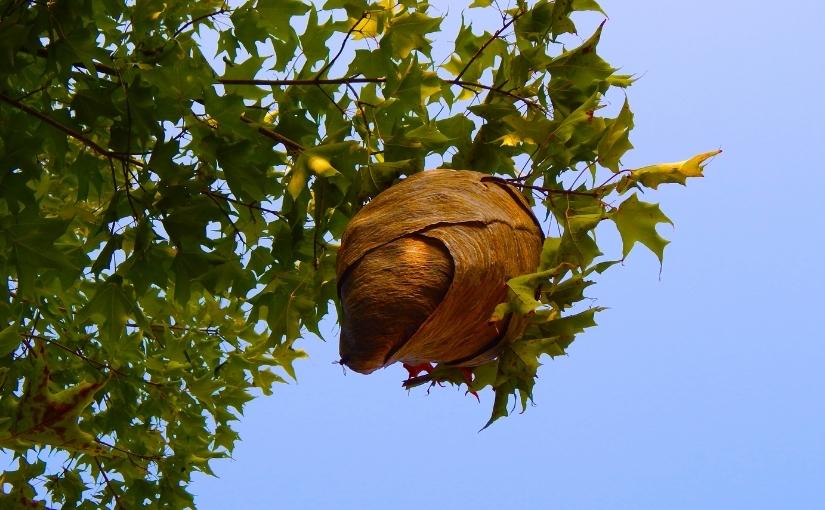 PEI Pest Control How Long Does a Wasp Nest Last825x510