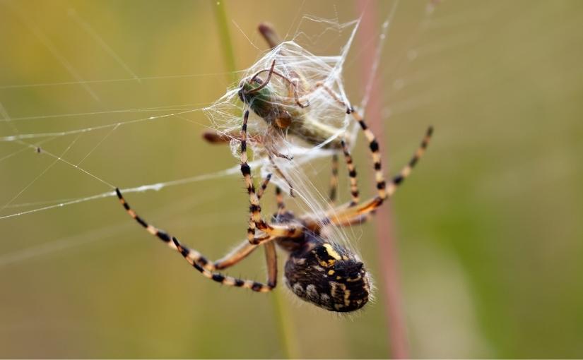The Difference Between Web and Hunting Spiders825x510