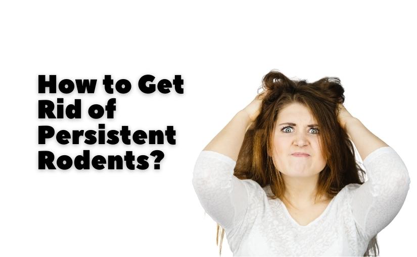 Toronto Pest Control How to Get Rid of Persistent Rodents825x510