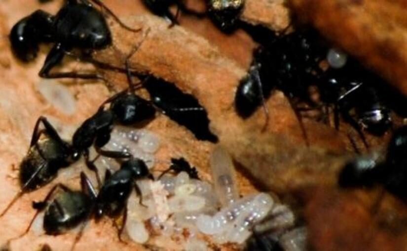 Toronto Pest Control Where do Carpenter Ants Build Nests825x510
