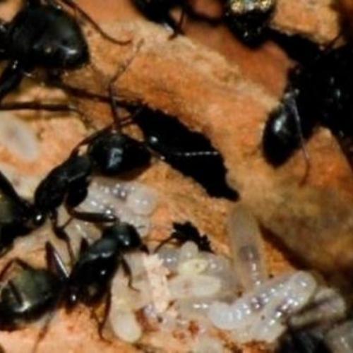 Toronto Pest Control Where do Carpenter Ants Build Nests?