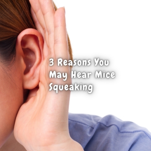 3 Reasons You May Hear Mice Squeak In Your Toronto Home