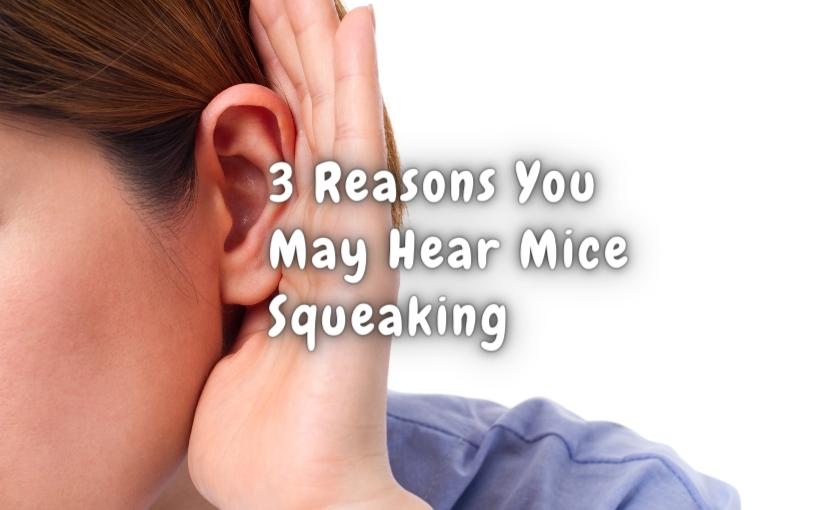 3 Reasons You May Hear Mice Squeak In Your Toronto Home825x510 (1)