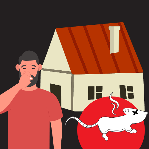 How To Tell There Is A Dead Mouse in Your Richmond Hill Home