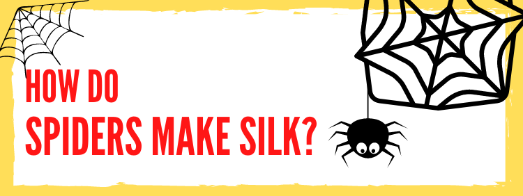 How Do Spiders Make Silk_