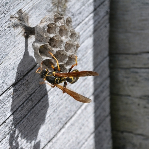 How To Deter Wasps From Your Property