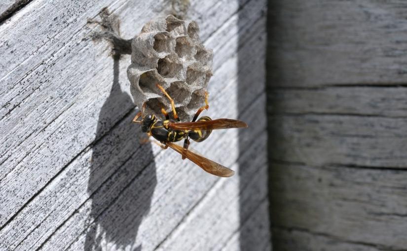 How To Deter Wasps From Your Property825x510
