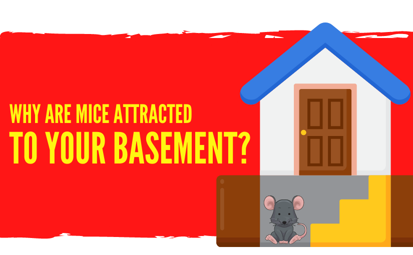 Mice Attracted