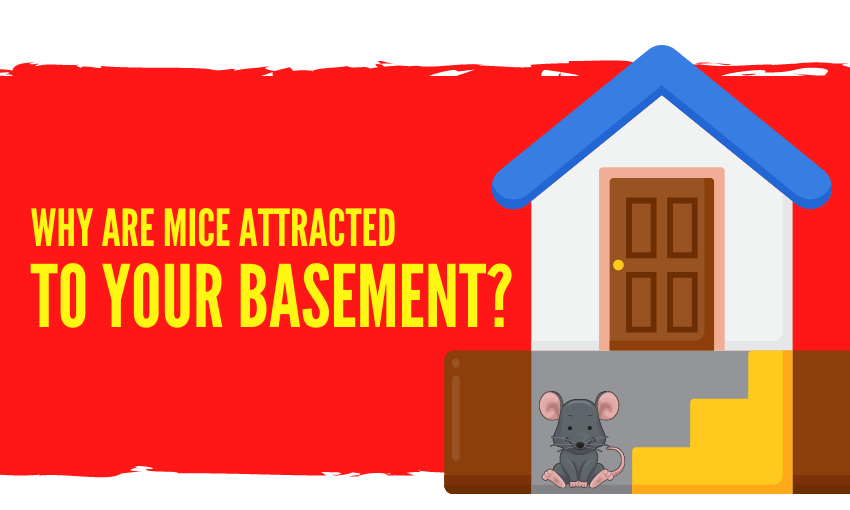 Mice Attracted