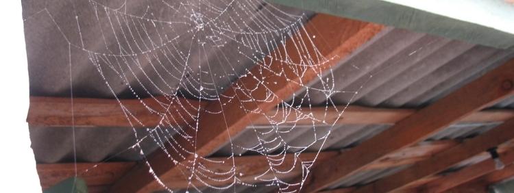 Prevent A Spider Infestation This Spring In Brant County With These Tips