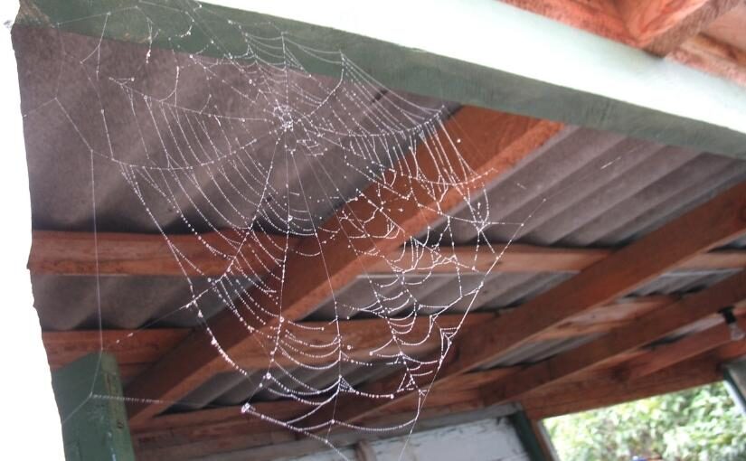 Prevent A Spider Infestation This Spring In Brant County With These Tips825x510