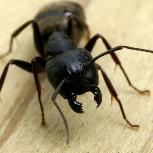 Toronto Pest Removal: 5 Intriguing Facts About Carpenter Ants