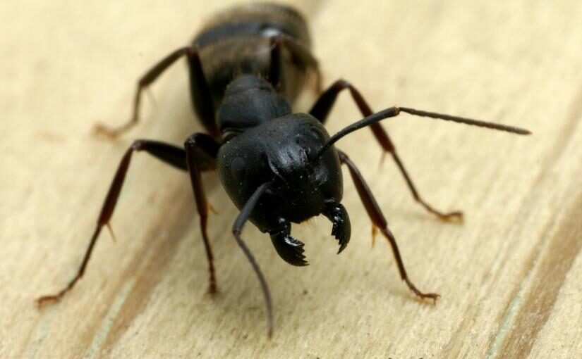 Toronto Carpenter Ant Removal 4 Intriguing Facts About Carpenter Ants!825x510