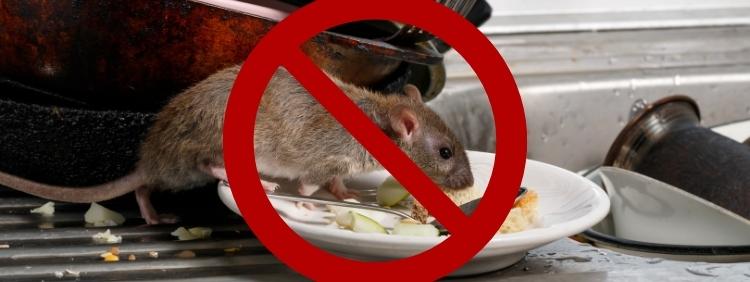 Toronto Pest Control Tips to Keep Rats Away
