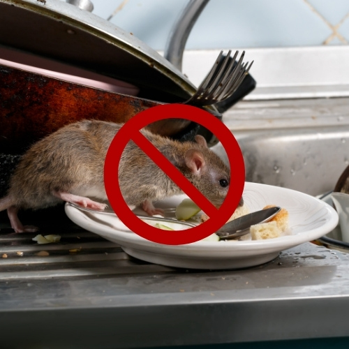 Toronto Pest Control 5 Tips to Keep Rats Away
