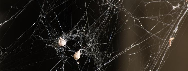 Toronto Pest Control Why Spiders Love the Basement