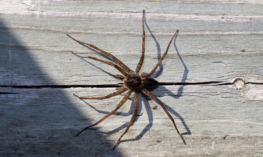 What Are Dock Spiders_ (2)