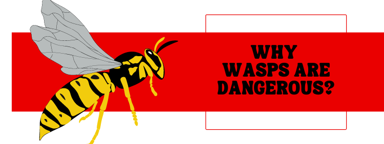 Why Wasps Are Dangerous_