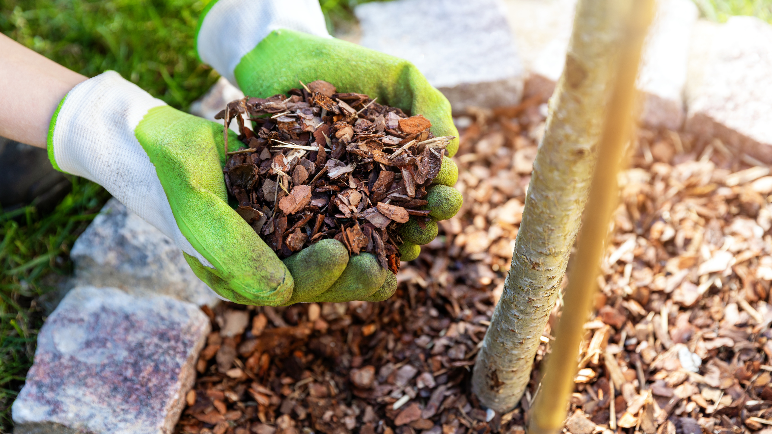 Avoid Carpenter Ants in Brampton With These Landscaping Tips