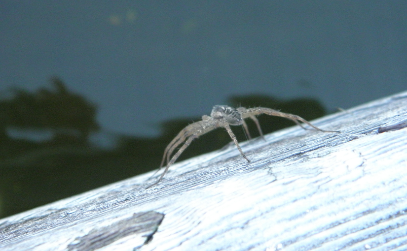 Barrie Pest Control_ 3 Interesting Facts About Dock Spiders (1)