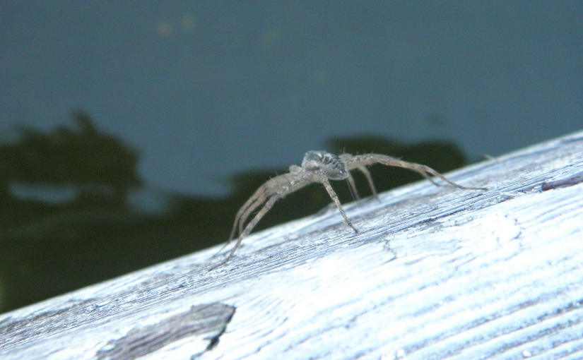 16 Fascinating Facts About Daddy Longlegs