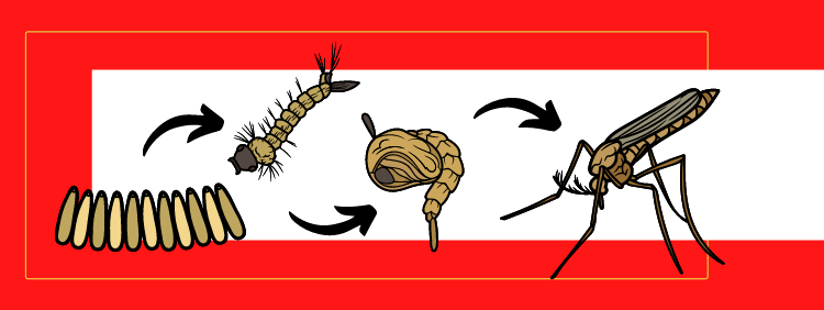 Kitchener Pest Control_ The Lifecycle of a Mosquito
