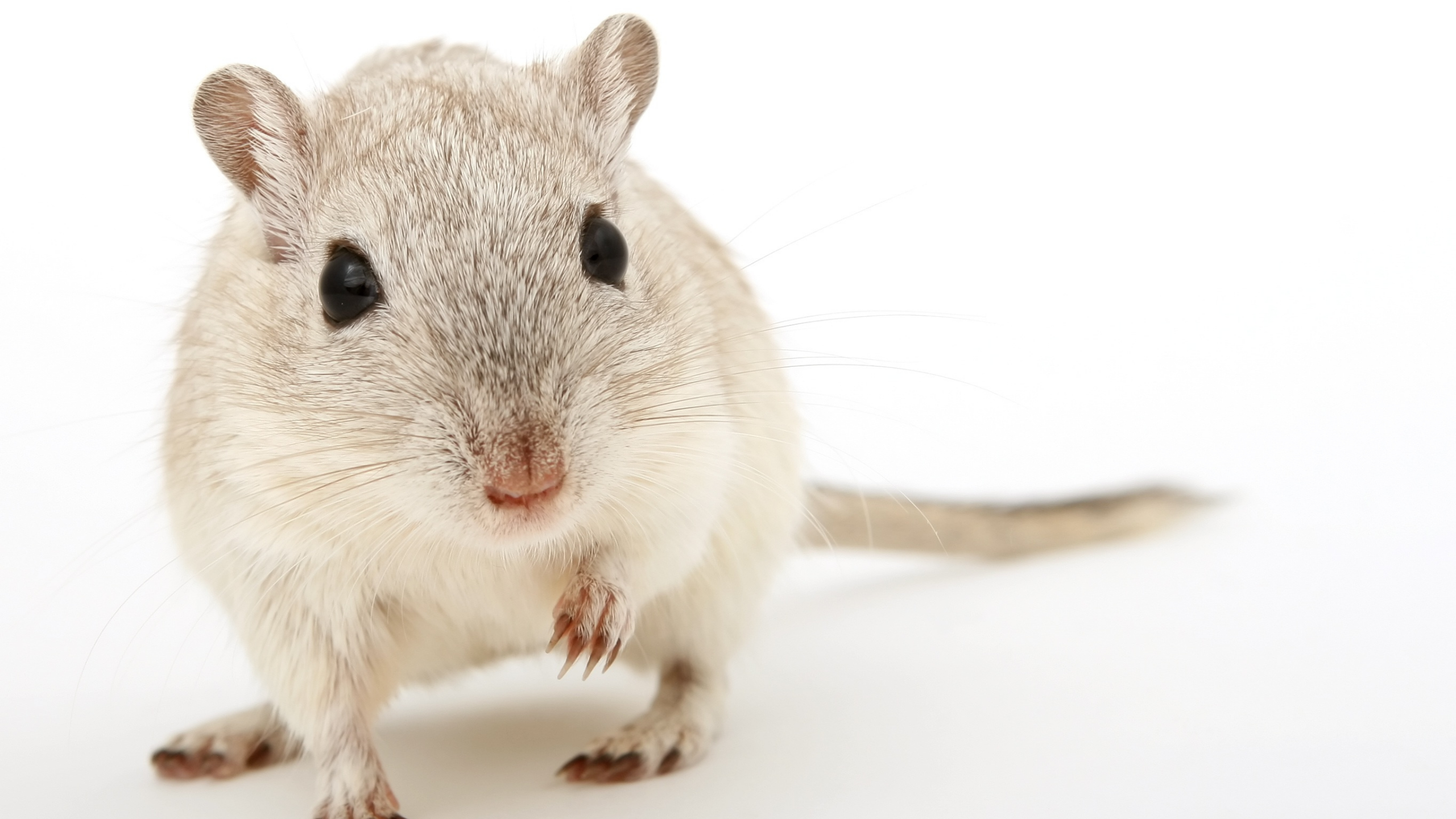 Milton Pest Control: Do Mice Make Good Pets?