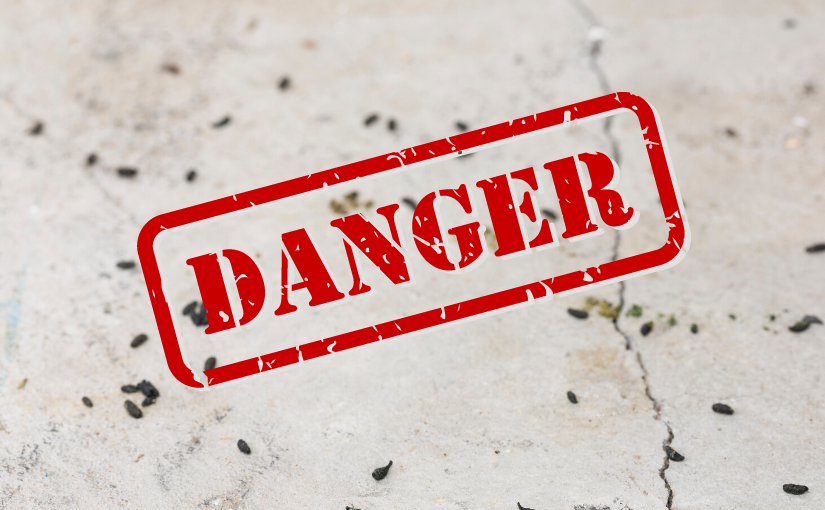 The Dangers of Mouse Droppings