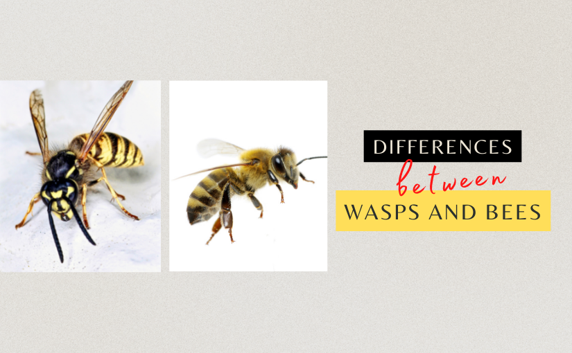 Toronto Pest Control_ Differences Between Wasps and Bees (2)